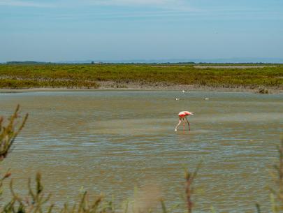 Flamingos in freier Wildbahn