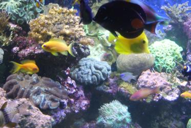 Korallenriff-Aquarium im Naturzentrum Eifel